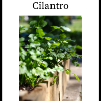 How To Store Cilantro